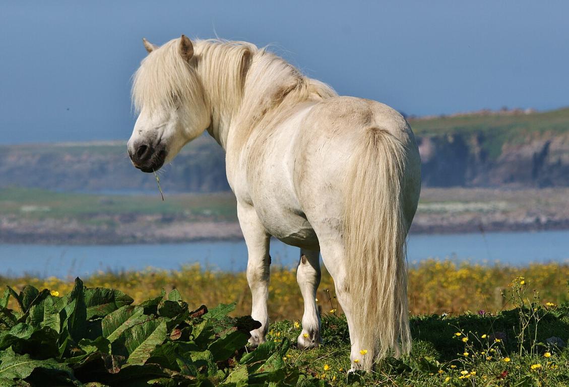 Shetland gris en pelage d'été sur les îles Shetland. - CC BY-SA 2.0 - Photo : Ronnie Robertson 