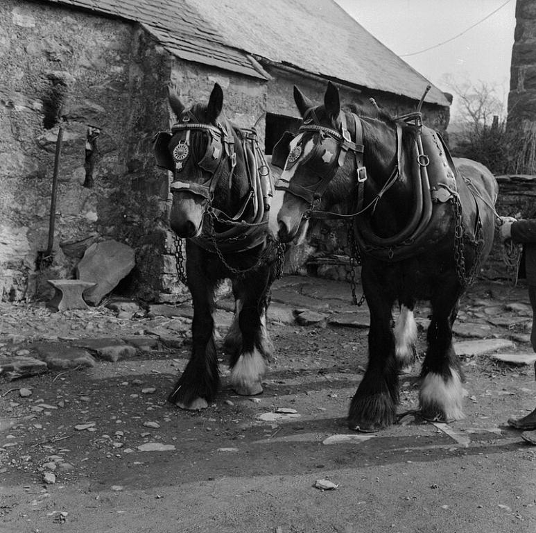 Paire de Shire au travail en 1964. by Thomas Williams, Llwyd Coed Bach, Llanllyfni