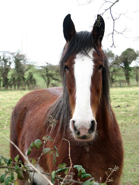 Shire bai, vu de face. - Photo : Evelyn Simak