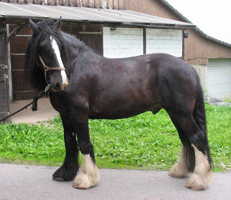 Goliath, Shire de robe noire. - Photo : Farrierpete