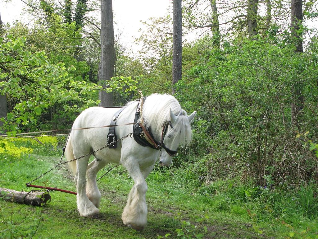 Shire gris attelé au débardage. - Photo : Julian Tysoe