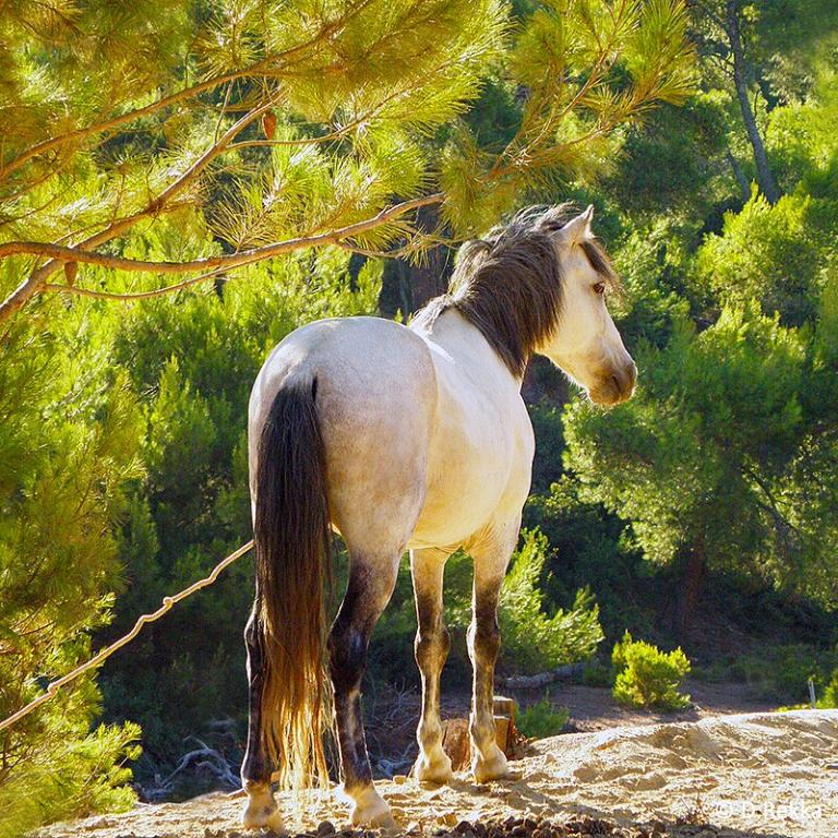 Skyros de robe grise. - CC BY-SA 4.0 - Dimitra Rekka 