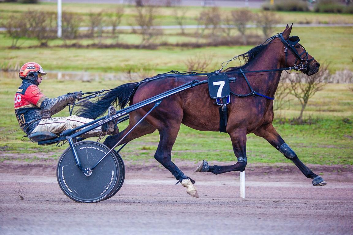 Jument Standardbred en course de trot attelé. - CC BY-SA 4.0 - Markus Kauppinen 