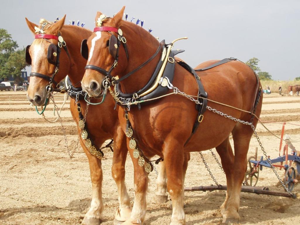 Paire de Suffolk Punch au labour. - Photo : Amanda Slater