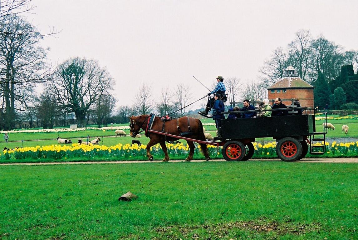 Traction hippomobile de voyageurs avec un Suffolk Punch. - Photo : Martin Pettitt