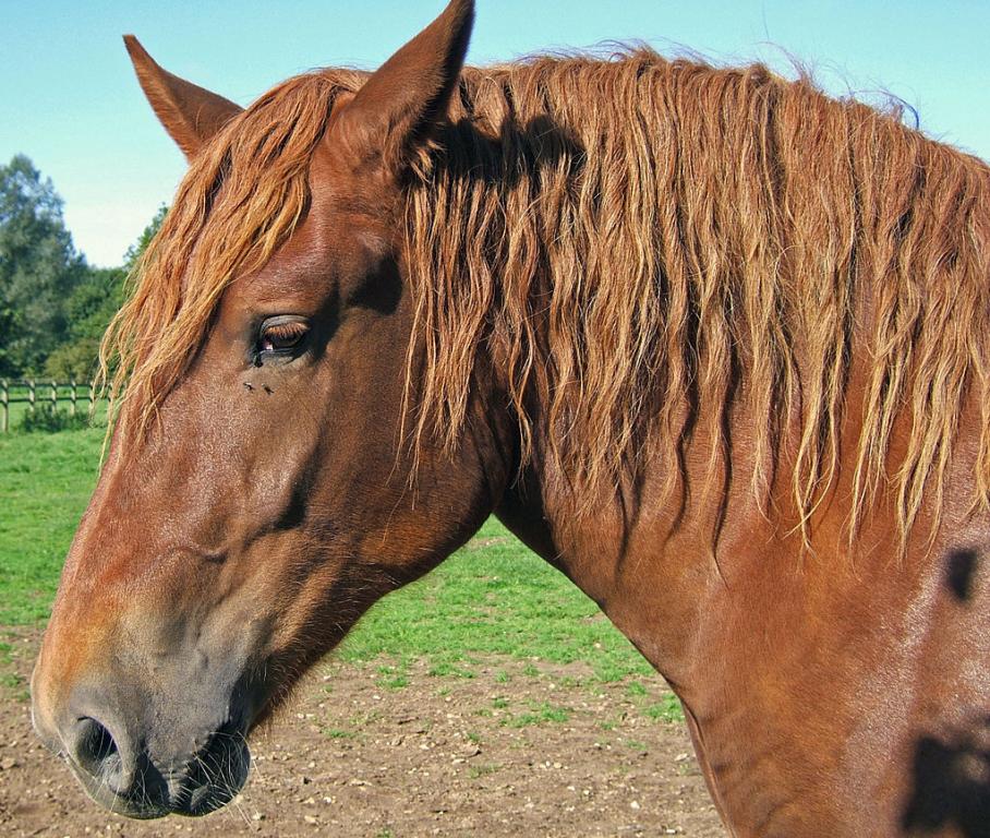 Gros plan sur la tête d'un Suffolk Punch. - Photo : Squeezyboy