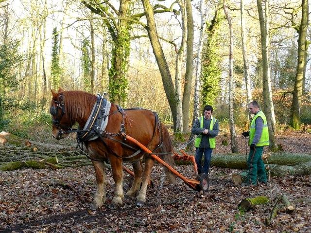 Suffolk Punch au débardage. - Photo : Chris Talbot