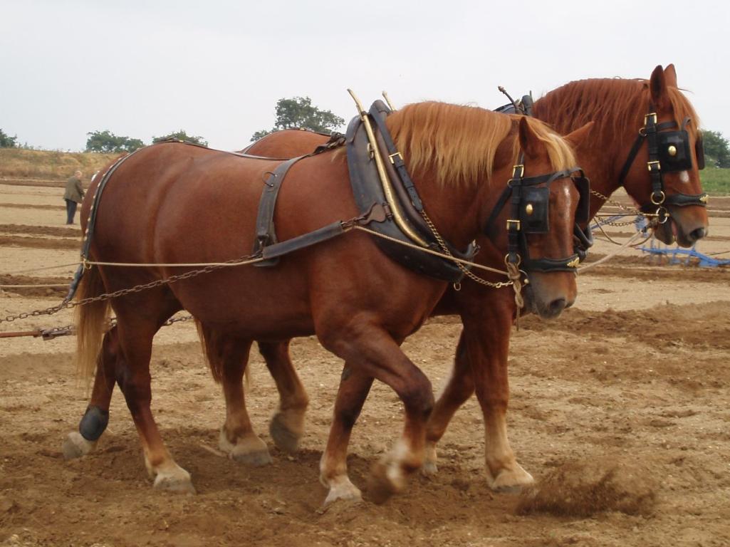 Une paire de Suffolk Punch en démonstration de labour. - Photo : Amanda Slater