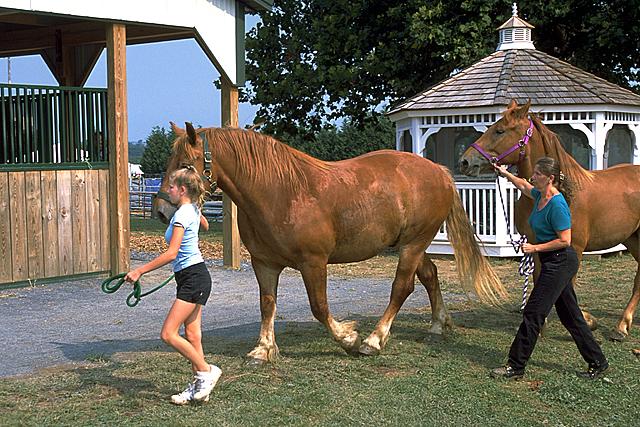Présentation de chevaux Suffolk Punch en main. - CC BY-SA 3.0 - Flyhighplato