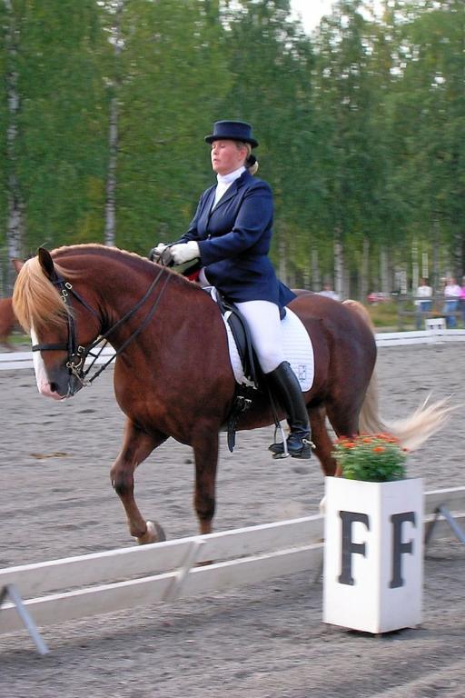 Un étalon finlandais dans une compétition de dressage - CC BY-SA 3.0 - Hanna V 