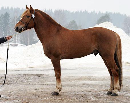 Étalon finlandais de type trotteur. - CC BY-SA 3.0 - Johanna Rautio 