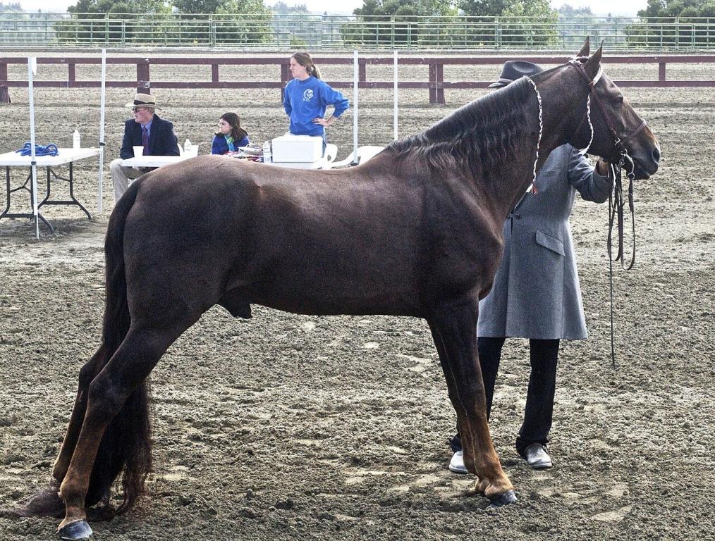 Cheval Tennessee Walker au modèle - CC BY 2.0 - Just chaos 