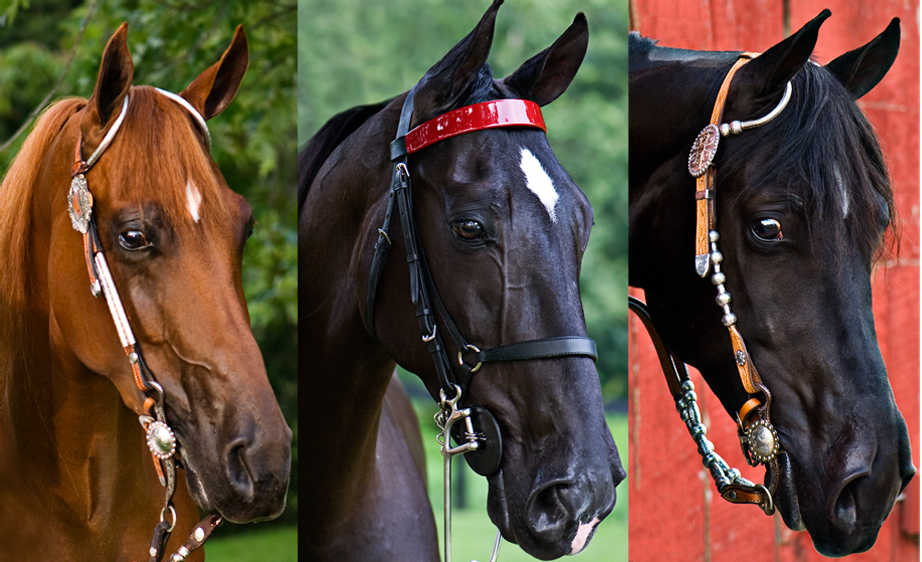 Tête du Tennessee Walker - CC BY 3.0 - Jackie O Photography