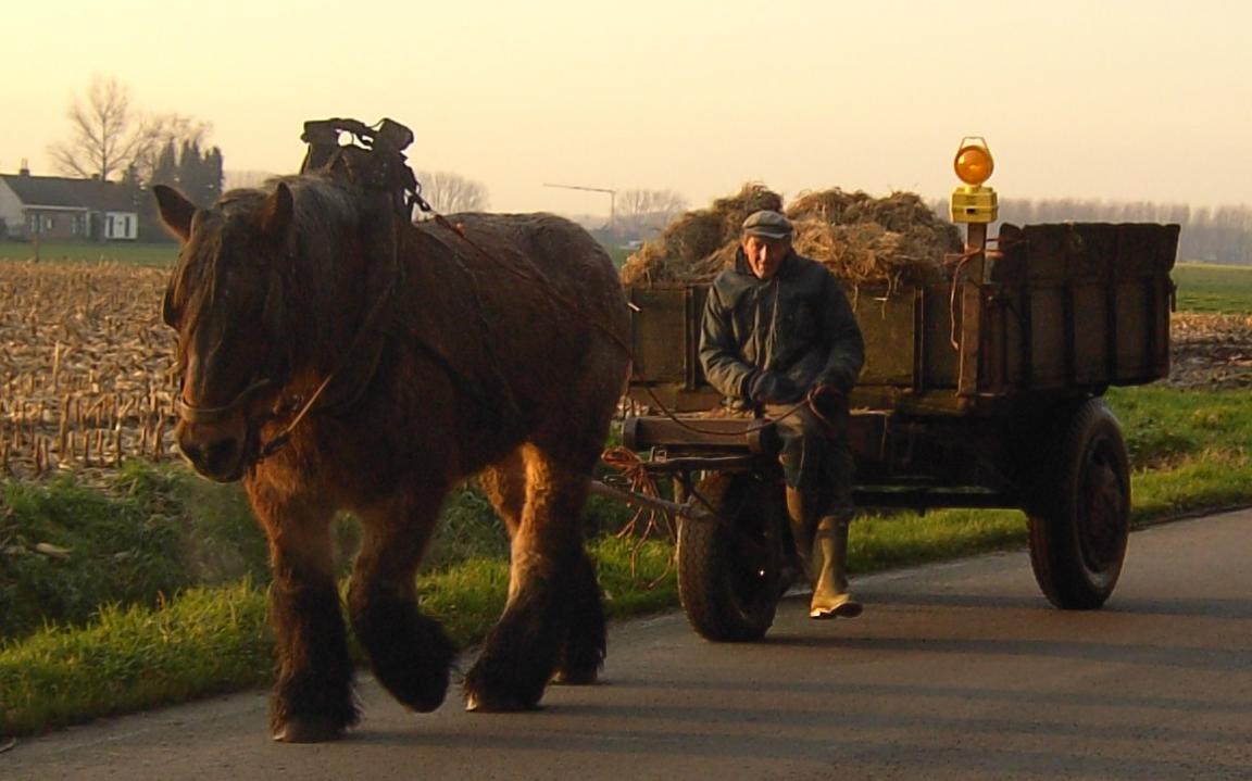 Trait belge au travail de traction agricole à Merelbeke. - CC BY-SA 4.0 - Spotter2 