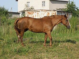 Trait biélorusse alezan, de profil. - Photo : Frantishak