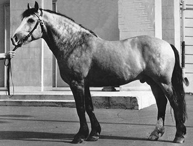 Trait biélorusse avant les années 1960