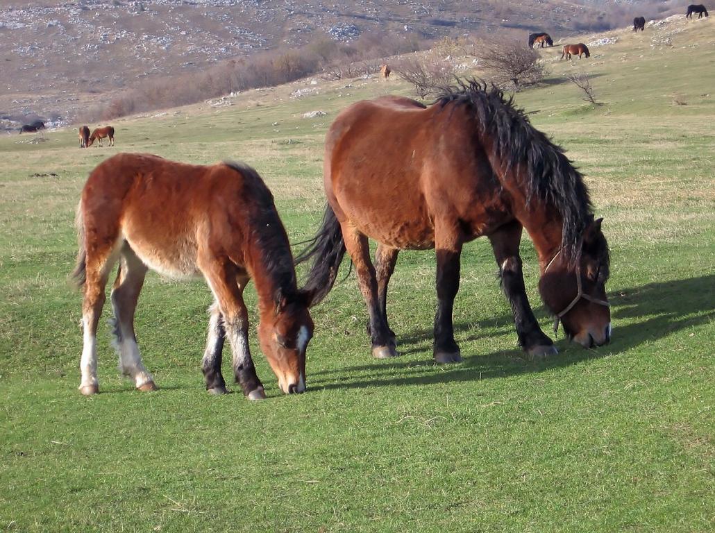 Jument de trait croate et son poulain - Photo : Zeljko s Wikipedije na hrvatskom jeziku