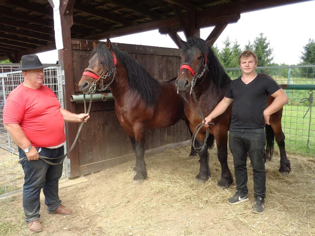 Chevaux de race pure croate, au salon MESAP 2018 à Nedelišće, comté de Medjimurie, Croatie -  Photo : Silverije - Eget arbete