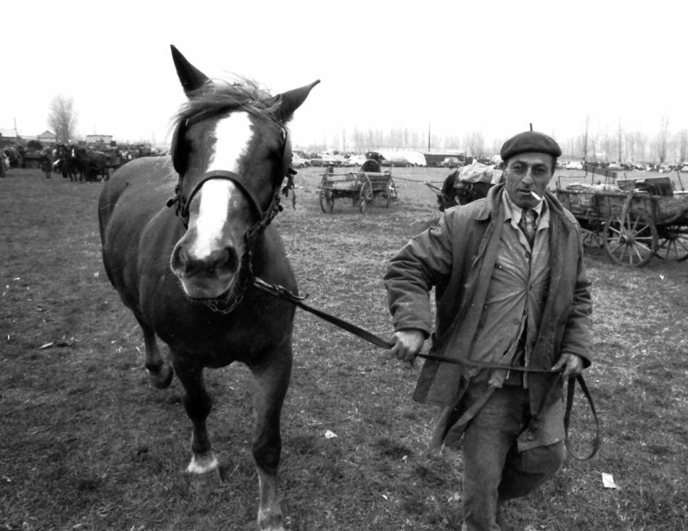 Cheval de trait mené par un homme à Szekszárd. - CC BY-SA 3.0 - Photo : FORTEPAN / Bakó Jenő
