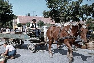 Trait hongrois à Szentendre en 1969 -  CC BY-SA 3.0 - FOTO:FORTEPAN / Zsanda Zsolt