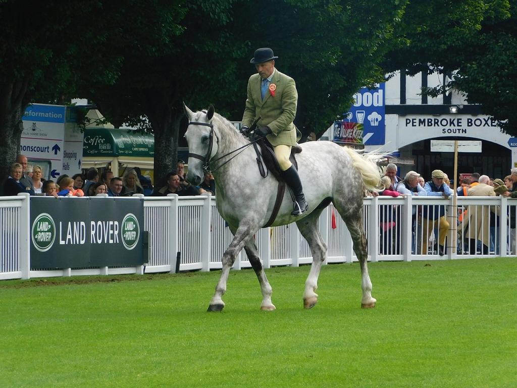 Dublin Horse Show 2017, Chasseur poids lourd de classe 12 – Rockrimon Diamond Surprise [IHR 5347865] (Cheval de trait irlandais). Père : Gentle Diamond, mère : Killenana View, père de mère : Corrabawn View. - CC BY-SA 4.0 - Photo : Wasechun tashunka