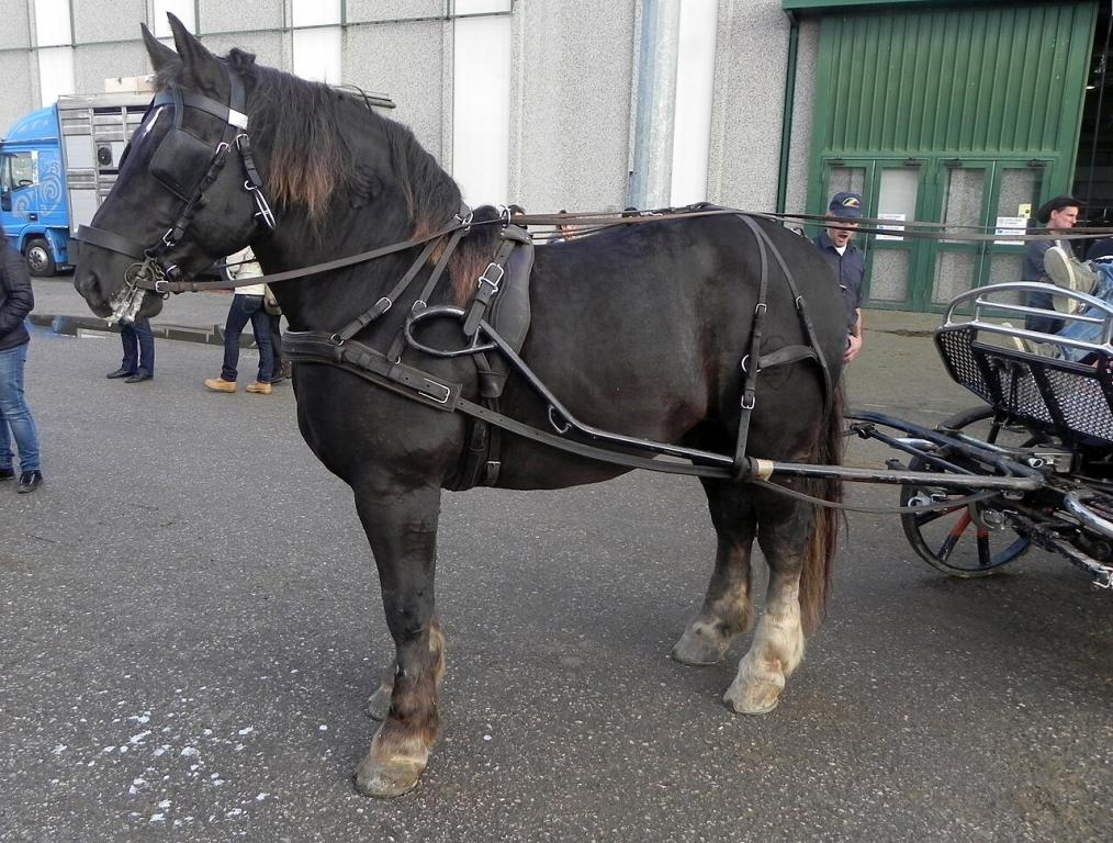 Trait italien alezan brûlé, attelé à la Fieracavalli 2014. - CC BY-SA 3.0 - Justlettersandnumbers 
