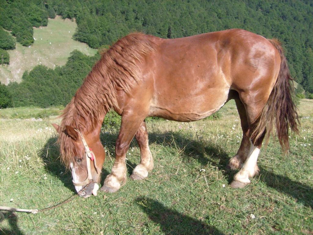 Jument Trait italien alezane, laissant apparaître le marquage au fer sur la cuisse. - CC BY-SA 3.0 - Annalisa Parisi 