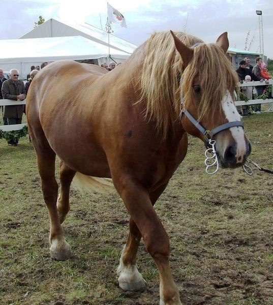 Trait lituanien alezan - CC BY-SA 3.0 - Tocekas