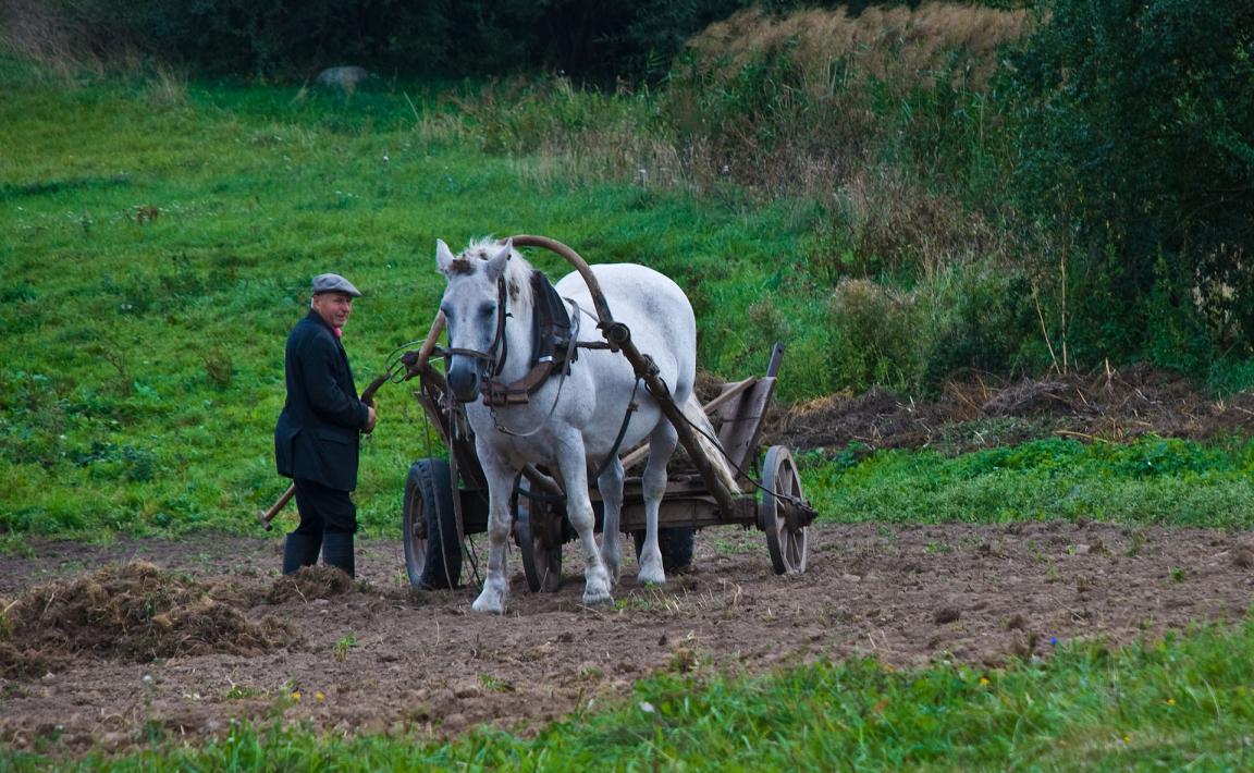 Trait lituanien gris au travail agricole - CC BY 2.0 - Phillip Capper 