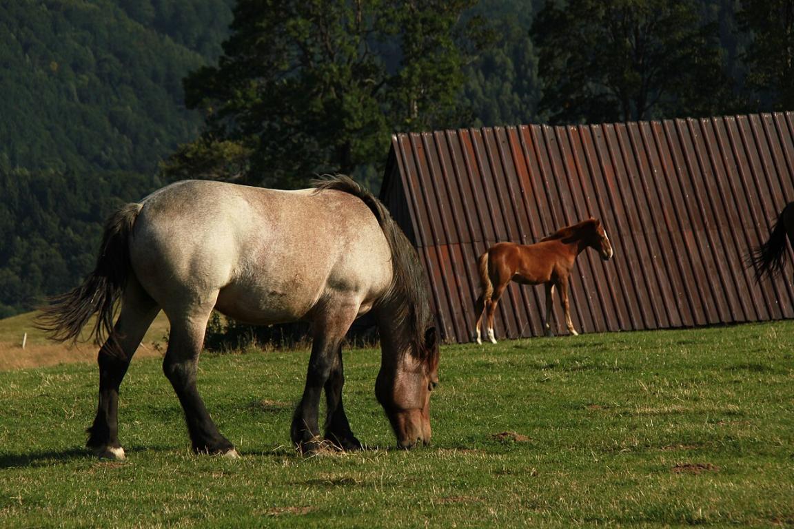 Trait roumain - CC BY 2.0 - Cristian Bortes