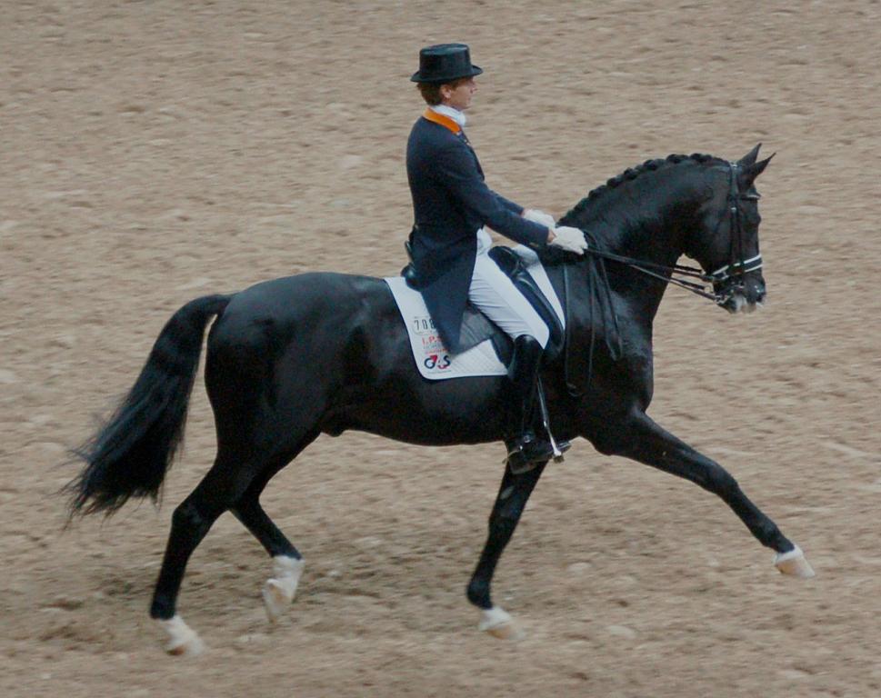 Edward Gal et Gribaldi, étalon Trakehner, lors d'une compétition de dressage.  - Domaine public - Fotoimage 