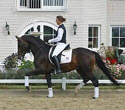  Étalon Trakehner, né en 2000, par Tambour et Costa Rica par Maizauber - CC BY-SA 3.0 -  Kleopatra4