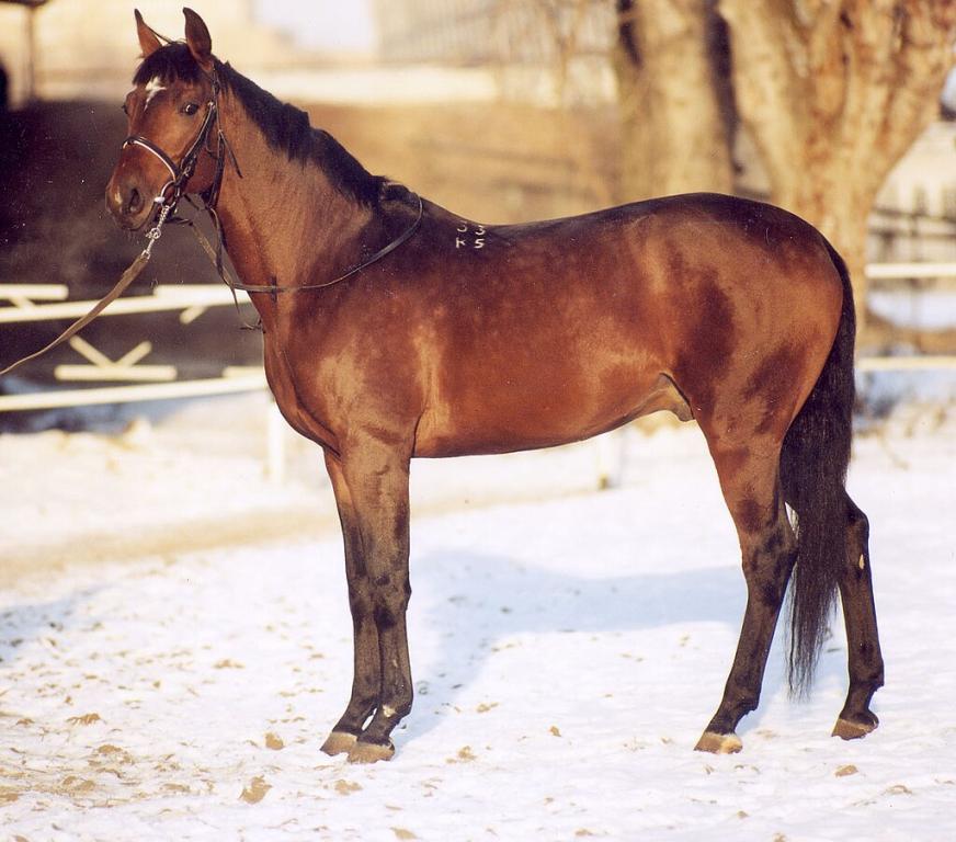 Trakehner bai, au modèle - Domaine public - Лена 