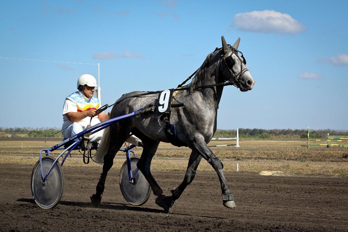 Trotteur d'Orlov moderne à l'entraînement. - CC BY 2.0 - Alexander