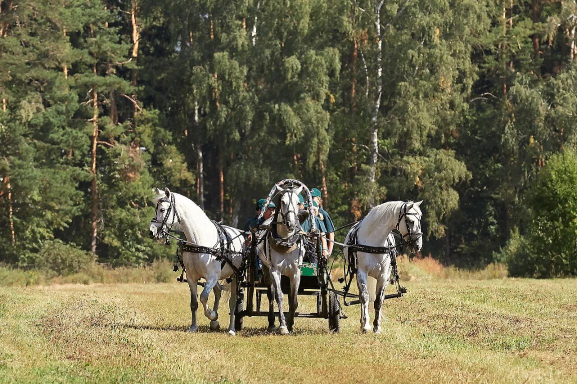Attelage de trois Trotteurs d'Orlov à la troïka. - CC BY-SA 4.0 - Lordneverending 
