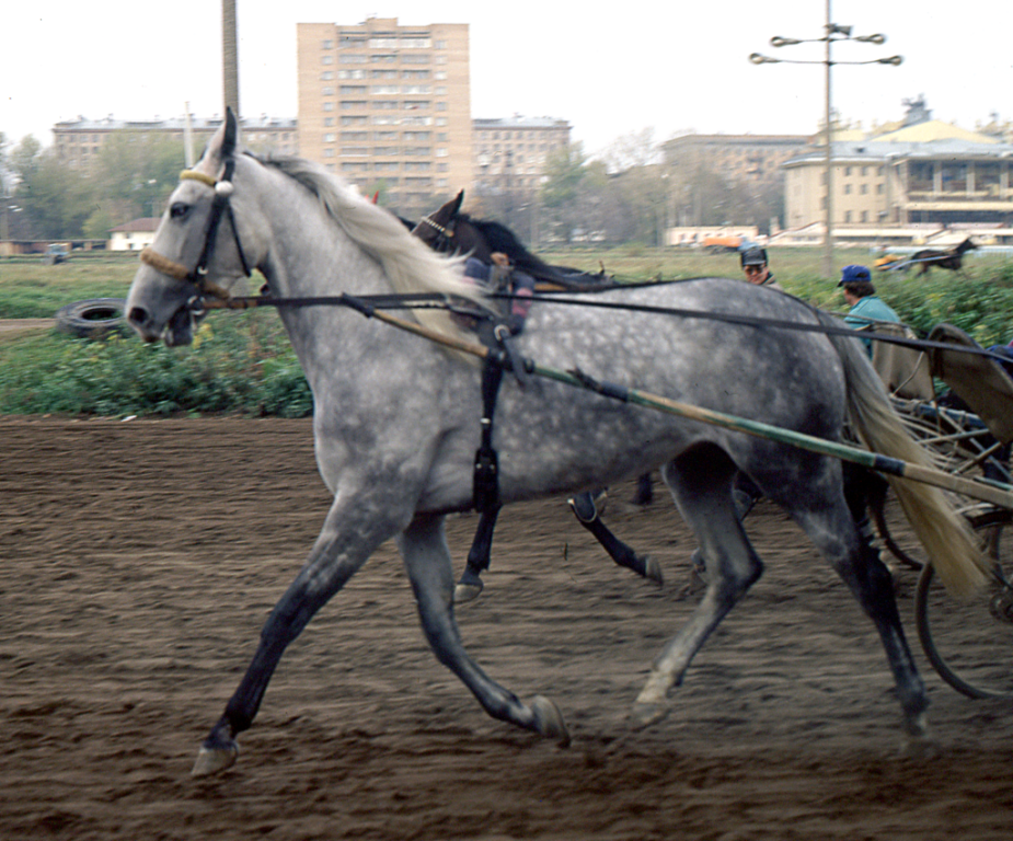Trotteur d'Orlov à l'hippodrome de Moscou, en 1999. - Domaine public - Лена