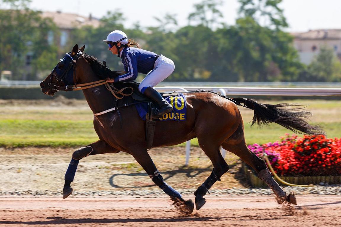 Horse image
