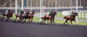 Trotteur français - TF : Cheval de course polyvalent et performant
