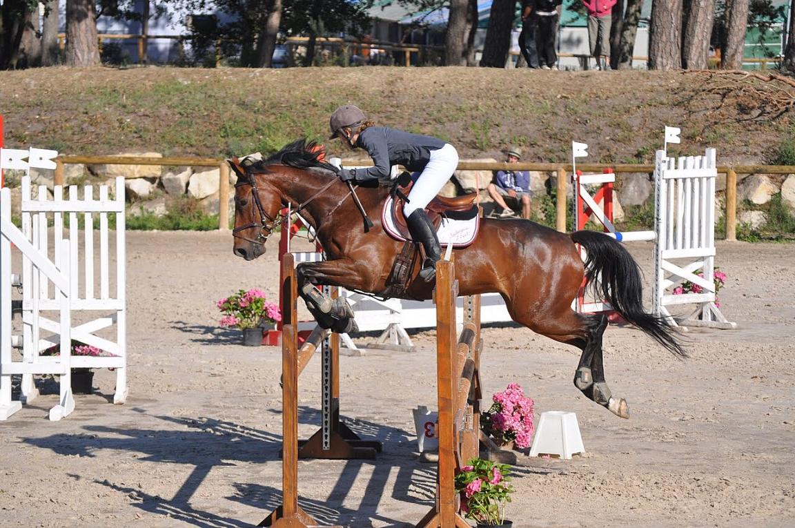 Hongre Trotteur français participant à un concours de saut d'obstacles. - CC BY-SA 3.0 - Eponimm 