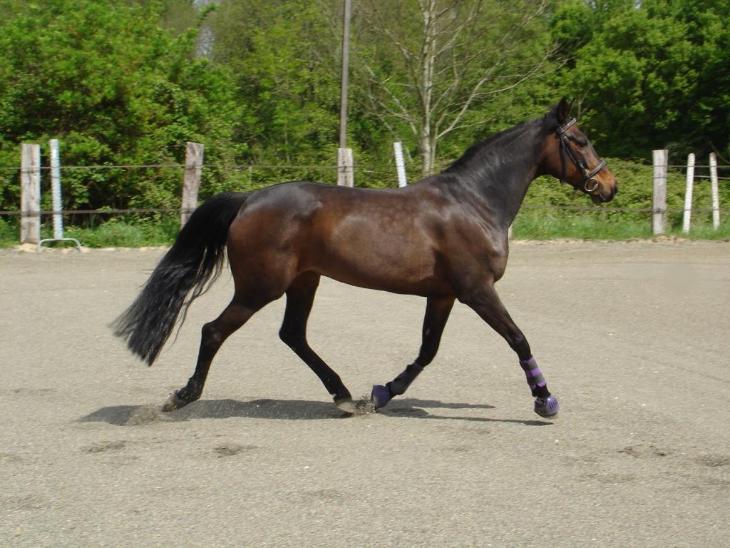 Jument trotteur français, au trot, en liberté. - CC BY-SA 3.0 - Kili77 