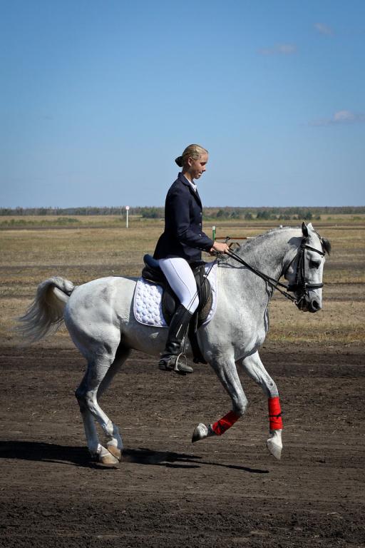 Trotteur russe travaillé sur le plat. - CC BY 2.0 - Alexander