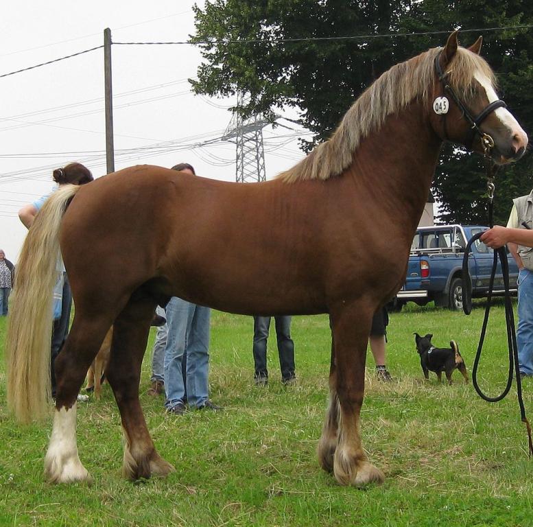 Un poney gallois de trois ans de la section D. Photo prise par moi-même au Regionalschau IG-Welsh Regionalgruppe Rheinland