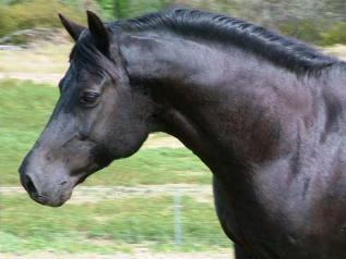 Tête d'un Welsh cob de robe noire. - Photo : V8Jess 