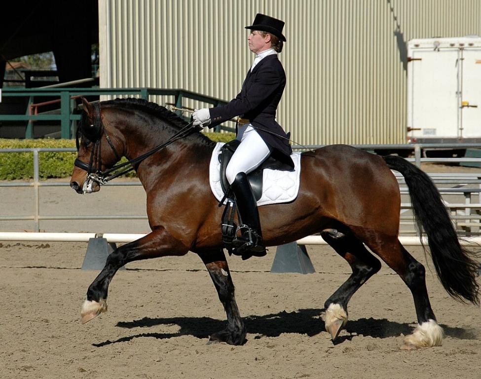 Welsh cob bai monté en dressage. - Photo : Nikki 