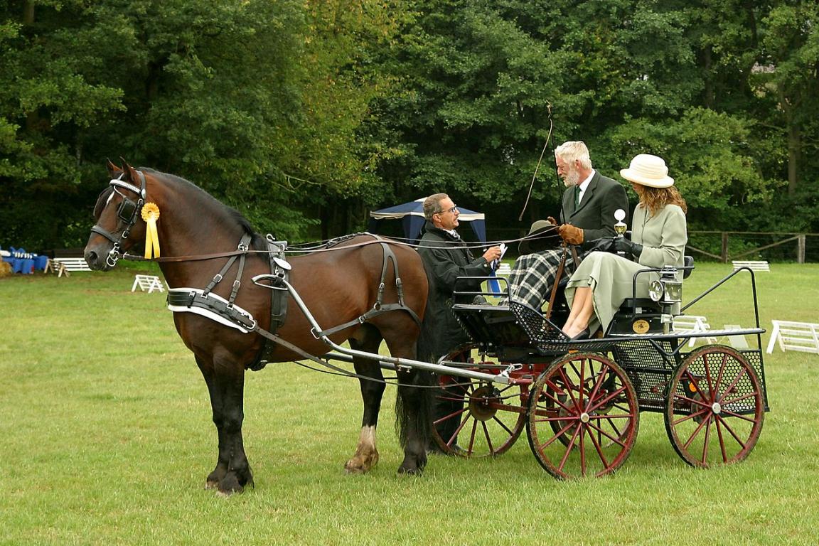 Welsh cob bai en harnais. - Photo : MBurger 