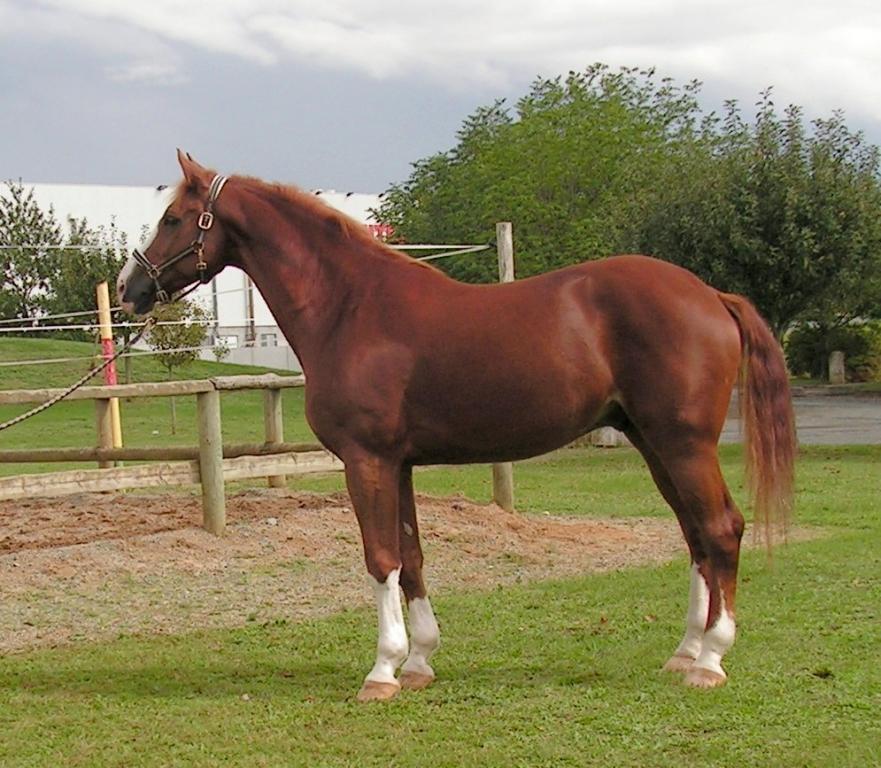 Avenger, Westphalien de 7 ans, au modèle. - CC BY-SA 2.5 - Karlyne 