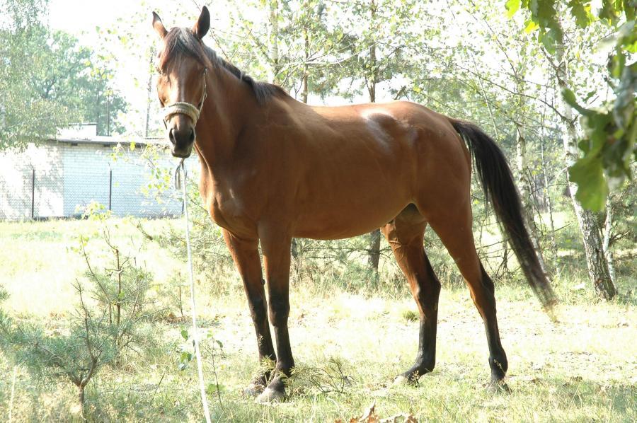Wielkopolski bai - Domaine public - Siedlar 