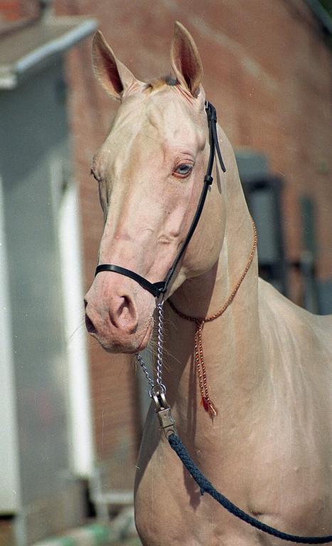 Head of a cream-colored Akhal-Teke. - Public domain - Lena