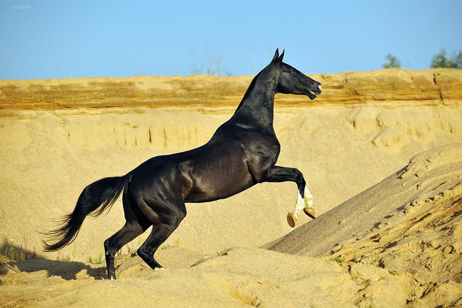 The Russian Akhal-Téké stallion Tokhtamysh, black coat - CC BY-SA 3.0 - Artur Baboev