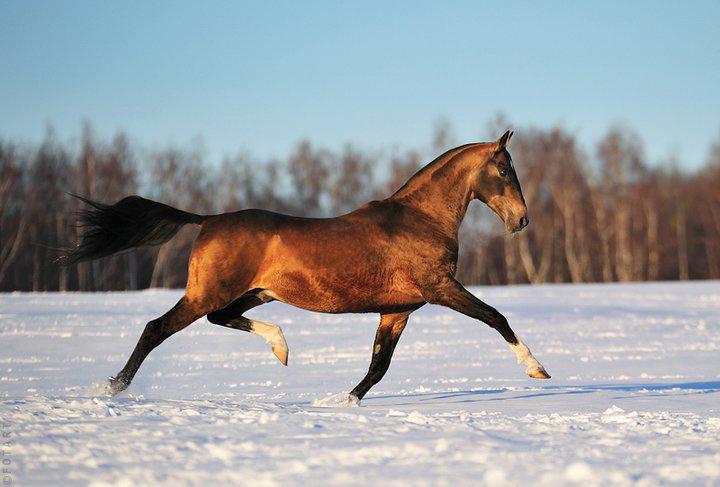 Akhal-Teké au trot. - CC BY-SA 3.0 - Artur Baboev
